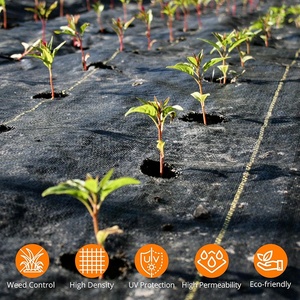 Vải phủ đất nông nghiệp màu đen hình vuông bằng nhựa, có lỗ trồng cây, dùng để ngăn cỏ dại cho cây táo - Product Image 4