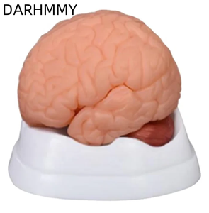 डार्हर्मी नई चिकित्सा विज्ञान पीसी मस्तिष्क प्राकृतिक मॉडल 9-भाग एनाटॉमी चित्रण - Product Image 5