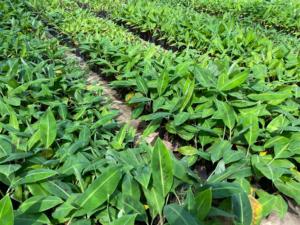 ต้นกล้ากล้วยเพาะเลี้ยงแบบพิเศษ: พันธุ์บารังกันเมราห์ ให้ผลผลิตสูง ปราศจากโรค - Product Image 2