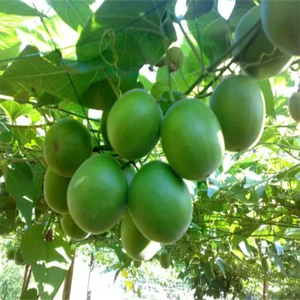 GMP Standard Douceur Naturelle Momordica Grosvenori Extrait Mogroside Luo Han <span class=keywords><strong>Guo</strong></span> Extrait Moine Fruit Extract - Product Image 4
