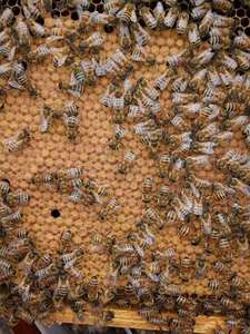 20KG有機動物飼料天然花粉代替物とミツバチの餌がハイブの成長のために - Product Image 6