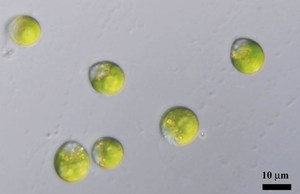 Estratto di <span class=keywords><strong>Dunaliella</strong></span> salata in polvere estratto di fucoxantina polvere di <span class=keywords><strong>dunaliella</strong></span> buon prezzo di fucoxantina - Product Image 5