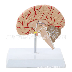 Modèle d'artère cérébrale humaine, modèle d'anatomie du cerveau, modèle de cerveau, anatomie de l'hémisphère cérébral, grandeur nature, avec étiquettes. - Product Image 1
