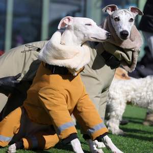 Combinaison de <span class=keywords><strong>neige</strong></span> imperméable ultra-épaisse en coton écologique pour <span class=keywords><strong>chien</strong></span> de race Greyhound italien - Product Image 1