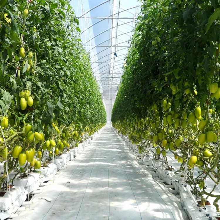 Large Size High Tunnel Agricultural Greenhouse for Tomato growing Green House