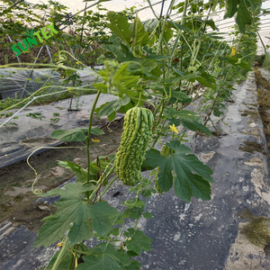 Lưới mắt cáo cây trồng trong vườn lưới hỗ trợ Khung leo cây lưới đậu dưa chuột (2*100m) 6 lớp - Product Image 3