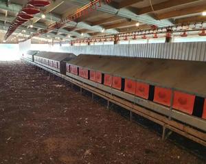 Gà Giống/Gà Mẹ/Gà Đẻ Trứng Hệ Thống - Product Image 3