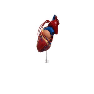 Modelo de anatomía del corazón en dos partes; herramienta de enseñanza médica para la comprensión de la estructura dividida del corazón humano. - Product Image 5