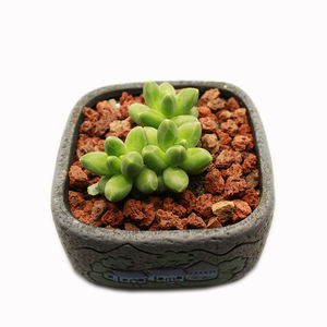 Granules <span class=keywords><strong>de</strong></span> diatomite <span class=keywords><strong>de</strong></span> qualité horticole <span class=keywords><strong>terre</strong></span> d'infusoire à haute porosité pour le dépôt <span class=keywords><strong>de</strong></span> minéraux non métalliques <span class=keywords><strong>de</strong></span> plantes <span class=keywords><strong>de</strong></span> rempotage <span class=keywords><strong>de</strong></span> <span class=keywords><strong>jardin</strong></span> - Product Image 6