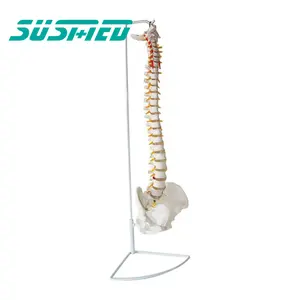 Medical model supplier hot selling human skeleton spine model in life size with pelvic femur
