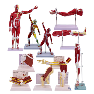 Modelo de Anatomía Muscular Humana, Figura de la Musculatura <span class=keywords><strong>del</strong></span> <span class=keywords><strong>Cuerpo</strong></span> <span class=keywords><strong>Humano</strong></span> para la Enseñanza Médica y el Aprendizaje de Anatomía - Product Image 2