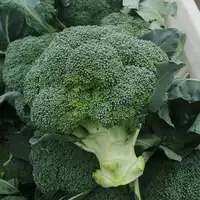 2022 sıcak satış yüksek kalite hiçbir dondurulmuş sağlıklı doğal brokoli çiftlik taze toplama brokoli