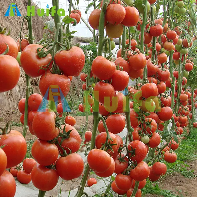 बड़े आकार उच्च सुरंग कृषि ग्रीनहाउस के लिए टमाटर