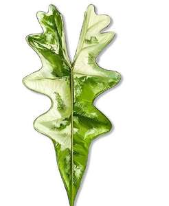 Aimants de réfrigérateur créatifs sur le thème des plantes avec divers motifs de feuilles - Product Image 5