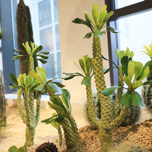 Cactus <span class=keywords><strong>Haworthia</strong></span> Artificiale in Plastica di Alta Qualità per Paesaggistica Desertica - Alta Simulazione per Uso Interno/Esterno Naturale - Product Image 4