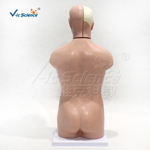 แบบจำลองลำตัวมนุษย์ขนาดครึ่งตัว <span class=keywords><strong>13</strong></span> ชิ้นส่วน ทำจาก PVC ถอดประกอบได้ สำหรับการเรียนการสอนทางการแพทย์ ได้รับมาตรฐาน CE ISO ROHS CNAS - Product Image 6