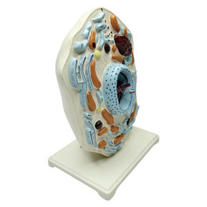 動物の薄い胸部モデル動物の細胞構造顕微鏡的に拡大されたゴルジミトコンドリアル生物-科学キット - Product Image 3