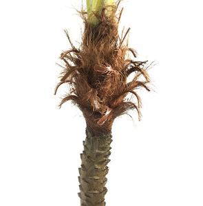 230/300 سنتيمتر عالية كواي شجرة النخيل البلاستيك في الهواء الطلق رخيصة الاستوائية الاصطناعي هاواي بلام شجرة - Product Image 5