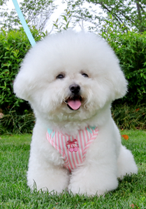 Nuevo Arnés Acolchado para Mascotas, Perros y Gatos, con Correa y Bufanda, Diseño a Rayas Ajustable - Product Image 5