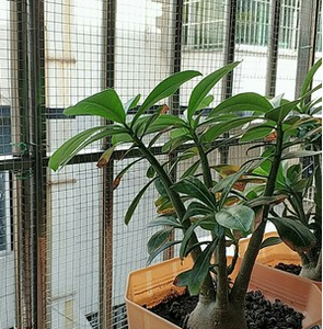 Gegalvaniseerd Lang Gat Metaal Gelast Gaas Voor Huisdier Vogelkooi - Product Image 3