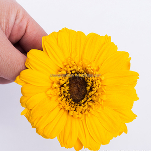 Prix d'usine abordable – <span class=keywords><strong>Fleurs</strong></span> de marguerite <span class=keywords><strong>stabilisées</strong></span> et éternelles de 5-6 cm pour bouquets de décoration - Product Image 6