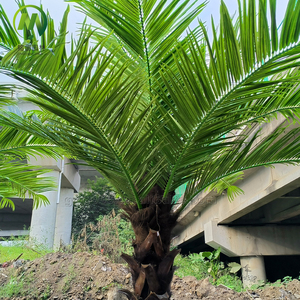 <span class=keywords><strong>Albero</strong></span> di cocco artificiale decorativo formato personalizzato piegato conservato a spina di pesce <span class=keywords><strong>corteccia</strong></span> di palma artificiale con noci di cocco - Product Image 4