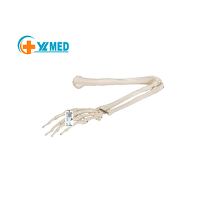 Modelo de hueso de Anatomía Humana, hueso de las extremidades inferiores, hueso de la cadera, articulación del pie, articulación de la rodilla, rótula, tibia, peroné, modelo - Product Image 1