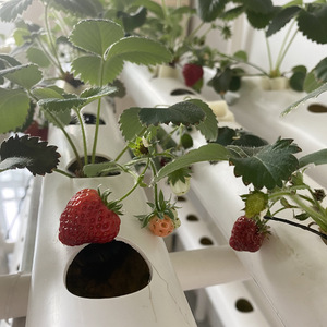 Sistema de Cultivo Vertical Hidropónico Comercial, Soporte Hidropónico para Cultivo de Tomates, Pimientos, Microvegetales y Otros Vegetales - Product Image 1