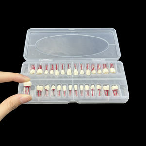 Set di 28 Modelli Dentali in Resina per Pratica Endodontica, Blocchi per Formazione su Radici, Canali Pulpari e Trattamenti RCT - Product Image 4