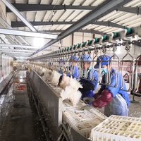 KBT Abattoir de poulets automatique complet Abattoir de poulets Ligne d'abattage de volaille pour les industries d'abattoir