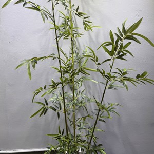 Meng Jie Artificial Bamboo <b>Tree</b> 200cm Above Plastic Indoor <b>Outdoor</b> Decorations Partition Screen Plant - Product Image 1