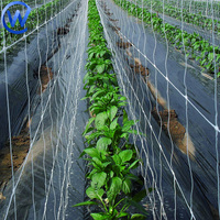 Filet d'échafaudage pour plantes 2*10m Support d'escalade pour plantes Filet de soutien pour plantes pour pois et haricots