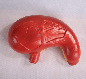 Modelo <span class=keywords><strong>de</strong></span> estómago <span class=keywords><strong>de</strong></span> Anatomía <span class=keywords><strong>de</strong></span> alta calidad <span class=keywords><strong>de</strong></span> PVC, modelo <span class=keywords><strong>de</strong></span> estómago humano educativo, modelo <span class=keywords><strong>de</strong></span> estómago <span class=keywords><strong>de</strong></span> ciencia médica <span class=keywords><strong>de</strong></span> plástico - Product Image 2