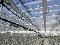 Serre agricole multi-chapiteaux en polycarbonate de grande taille pour la culture de tomates