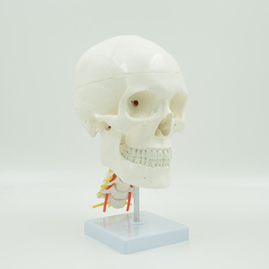 Modèle de crâne naturel grandeur nature 1:1 pour l'enseignement de l'anatomie médicale, crâne adulte avec colonne vertébrale. - Product Image 2