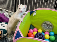 Ferret et petits animaux Pop-N-Play Ball Pit Pop-N-Play Ball Pit pour petits animaux Ferret Ball Pit Toy