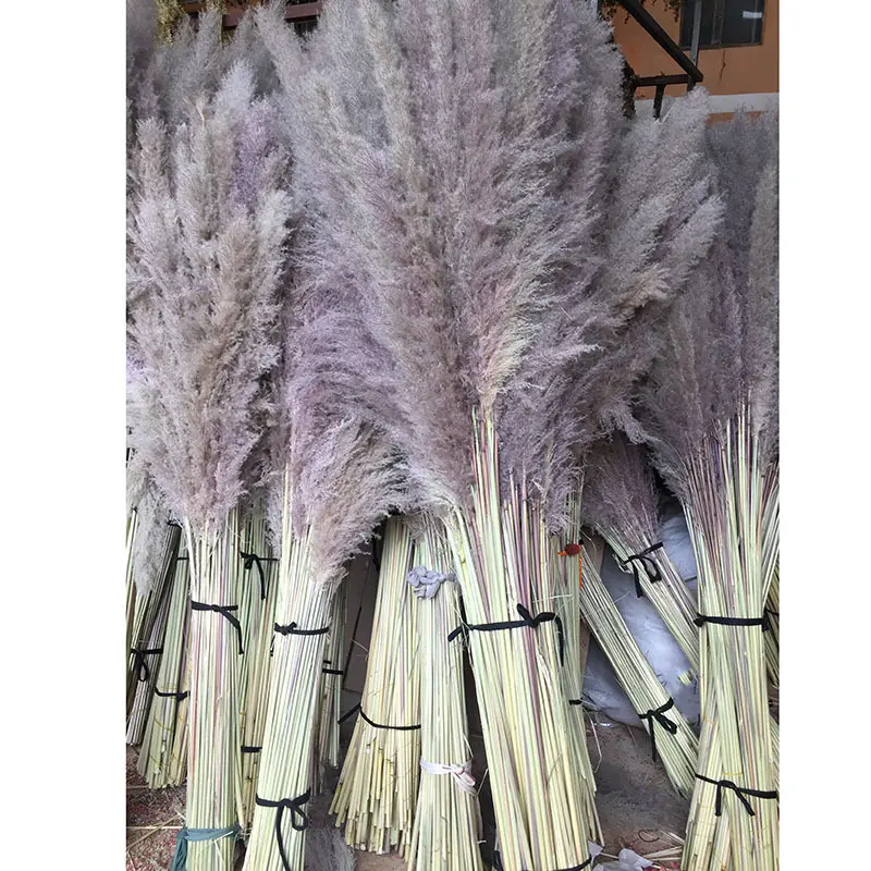 Grey hair big reed pampas dry flowers cross-border home decoration bouquets wedding photography layout decoration ornaments manu