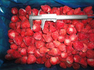 จำหน่ายส่ง<span class=keywords><strong>สต</strong></span>รอว์เบอร์รีแช่แข็ง IQF ฤดูกาลใหม่ ได้รับมาตรฐาน BRC HACCP - Product Image 4