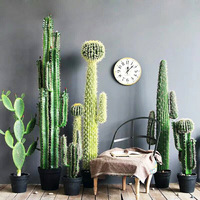 Vente chaude cactus, boules de cactus, bonsaï tropical ornemental
