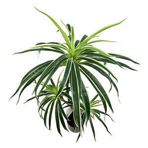 Bambou porte-bonheur <span class=keywords><strong>Dracaena</strong></span> Sanderiana, plante en plastique, arbres du Brésil, dragons artificiels, branche de <span class=keywords><strong>Dracaena</strong></span> tropicale pour la décoration de la maison - Product Image 3