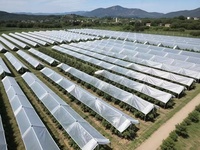 Couverture pour cerisier stabilisée aux UV, filet translucide imperméable pour protéger les fruits de la cerise contre les fissures