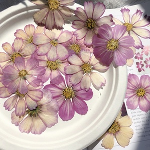 M044 Whole Sale Mixed Dry Purple Cosmos Pressed <strong>Flowers</strong> Natural Real Dried <strong>Flower</strong> <strong>Press</strong> for Wedding Card Making Mother's Day - Product Image 6