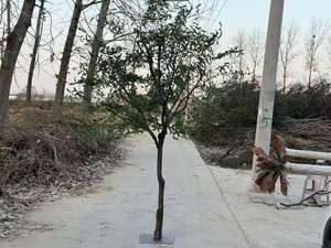 आउटडोर कृत्रिम सदाबहार पेड़ बड़े हरे ओक के पेड़ - Product Image 6