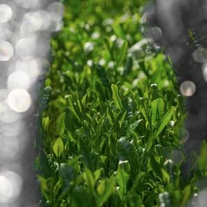 Matcha chino calidad puro Matcha polvo orgánico Matcha Ceremonial Té Verde Certificado <span class=keywords><strong>Macha</strong></span> - Product Image 5