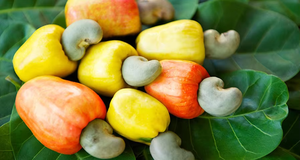 Compre Nueces de Anacardo Frescas 100% Naturales al por Mayor, Alta Calidad, Grado Superior, Empaque Personalizado a Granel, Uso Alimentario, Origen Estadounidense, OEM - Product Image 5