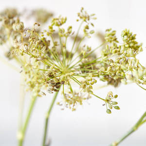 Il regalo del giardino di cemento del giardiniere goloso per gli amanti dei cani - Product Image 5