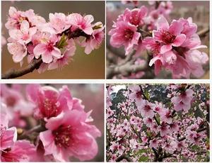 TAO Hua <span class=keywords><strong>Cha</strong></span> ดอกพีชแห้งแบบธรรมชาติชาดอกไม้พีชเพื่อสุขภาพบาน - Product Image 5