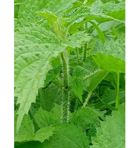 Feuilles de marrue (Urtica Dioica) séchées en vrac, naturelles, pour la fabrication alimentaire, la préparation de thé et la vente en gros commerciale - Product Image 3