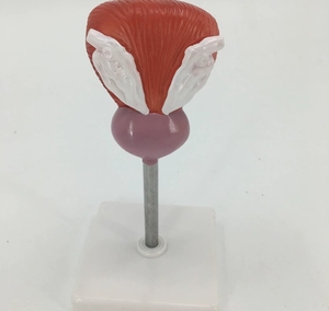 Modelo Anatómico de Próstata Humana en Silicona Médica para Educación en Ciencias Médicas - Product Image 3