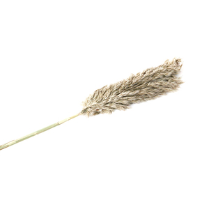 <span class=keywords><strong>Flores</strong></span> Secas de Yunnan, Cañas Pequeñas, Juego de Cañas, Madera de Caña, Suministros, Estilo Salvaje - Product Image 5